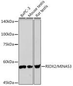MINA53 Recombinant Rabbit Monoclonal Antibody (4E6G6)