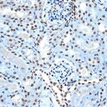 Histone H2B Antibody in Immunohistochemistry (Paraffin) (IHC (P))