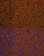 Syntaxin 1 Recombinant Rabbit Monoclonal Antibody (7D9V8)