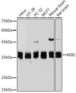 MSI2 Antibody in Western Blot (WB)