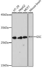 GSC Recombinant Rabbit Monoclonal Antibody (6M7M6)