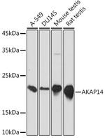 AKAP14 Antibody in Western Blot (WB)