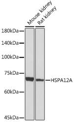 HSPA12A Recombinant Rabbit Monoclonal Antibody (8Q8M3)