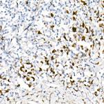 Lambda Light Chain Antibody in Immunohistochemistry (Paraffin) (IHC (P))