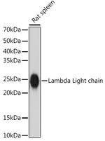 Lambda Light Chain Antibody in Western Blot (WB)