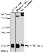 Ly-6A Recombinant Rabbit Monoclonal Antibody (4N5K2)