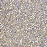 Ceruloplasmin Antibody in Immunohistochemistry (Paraffin) (IHC (P))