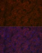 Ceruloplasmin Antibody in Immunohistochemistry (Paraffin) (IHC (P))