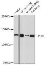 PER3 Recombinant Rabbit Monoclonal Antibody (9I3I6)