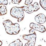 STK39 Antibody in Immunohistochemistry (Paraffin) (IHC (P))