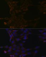 HSPA14 Recombinant Rabbit Monoclonal Antibody (4L1Z6)