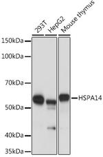 HSPA14 Antibody in Western Blot (WB)