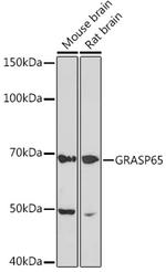 GRASP65 Antibody in Western Blot (WB)