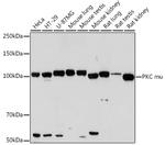 PKC mu Recombinant Rabbit Monoclonal Antibody (2A5U1)