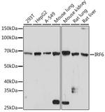 IRF6 Antibody in Western Blot (WB)