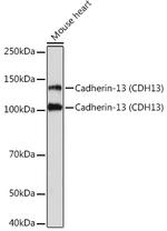 H-cadherin Antibody in Western Blot (WB)