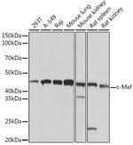 c-MAF Recombinant Rabbit Monoclonal Antibody (1V7W3)