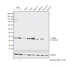4-1BB Ligand Recombinant Rabbit Monoclonal Antibody (8E5D6)