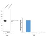 PLSCR1 Antibody in Western Blot (WB)