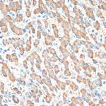 PON1 Recombinant Rabbit Monoclonal Antibody (4X7X2)