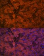 PON1 Antibody in Immunohistochemistry (Paraffin) (IHC (P))