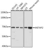 METAP2 Recombinant Rabbit Monoclonal Antibody (5U2F4)