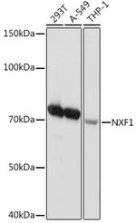 TAP Antibody in Western Blot (WB)