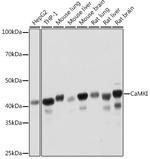 CaMKI Recombinant Rabbit Monoclonal Antibody (4P4K9)