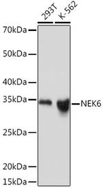 NEK6 Antibody in Western Blot (WB)