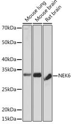 NEK6 Antibody in Western Blot (WB)