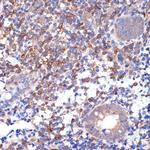 VAV2 Recombinant Rabbit Monoclonal Antibody (3S0O9)