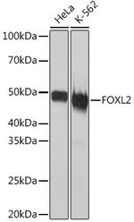 FOXL2 Antibody in Western Blot (WB)
