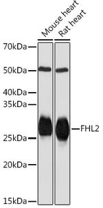 FHL2 Antibody in Western Blot (WB)
