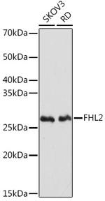 FHL2 Recombinant Rabbit Monoclonal Antibody (0K9C7)