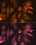 GUCY1B3 Recombinant Rabbit Monoclonal Antibody (5O8D9)