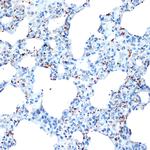 PF4 Antibody in Immunohistochemistry (Paraffin) (IHC (P))