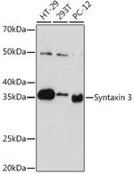 Syntaxin 3 Antibody in Western Blot (WB)