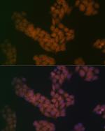 BANF1 Recombinant Rabbit Monoclonal Antibody (6J8O2)