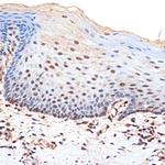 BANF1 Antibody in Immunohistochemistry (Paraffin) (IHC (P))