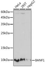 BANF1 Antibody in Western Blot (WB)