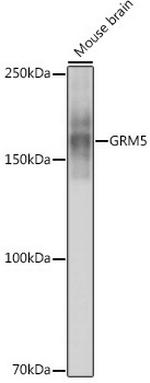 mGluR5 Recombinant Rabbit Monoclonal Antibody (4I1G3)