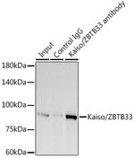 Kaiso Antibody in Immunoprecipitation (IP)
