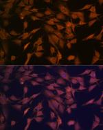 CENPC Recombinant Rabbit Monoclonal Antibody (5E3K5)