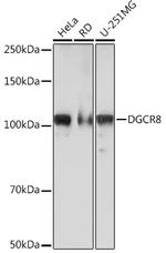 DGCR8 Recombinant Rabbit Monoclonal Antibody (3T5Q6)