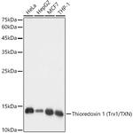 Thioredoxin 1 Antibody in Western Blot (WB)