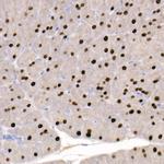 GATA4 Antibody in Immunohistochemistry (Paraffin) (IHC (P))