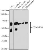 CD147 Recombinant Rabbit Monoclonal Antibody (5W2P7)