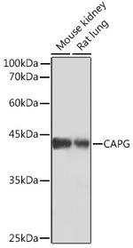 CAPG Antibody in Western Blot (WB)