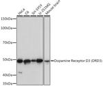 DRD3 Recombinant Rabbit Monoclonal Antibody (5L1P4)
