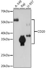 CD20 Antibody in Western Blot (WB)